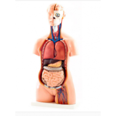 Human Torso Model
